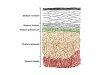 Section of the human skin showing the...