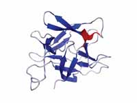 Solution structure of human IL-18