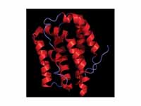 Crystal structure of human IL-19