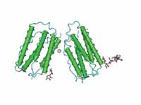 The 3D structure of human IFN-?