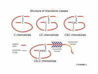 Structure of chemokine classes