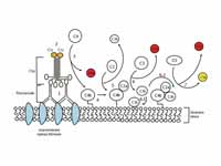 Classical complement pathway. (Some l...