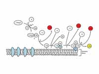 Alternative complement pathway. (Some...