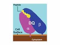 Illustration of an HLA-DQ molecule (m...