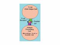 HLA DP Receptor with bound peptide an...