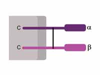 Schematic representation of CD8 co-re...