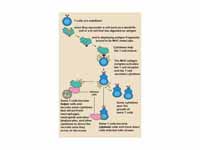 The T lymphocyte activation pathway. ...