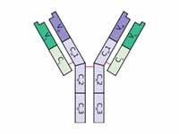 Schematic diagram of a typical antibo...