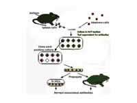 Harvesting monoclonal antibodies