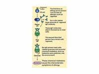 The role of mast cells in the develop...