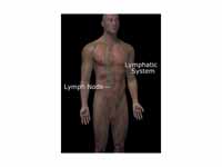 Human lymphatic system