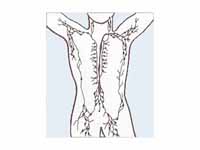 The human lymphatic system