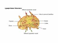 Structure of the lymph node.1. Effere...