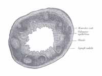 Transverse section of human vermiform...