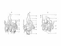 Modes of origin of thoracic duct. a. ...