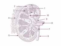 1: Parenchyma  -  2: Cortex  -  3: Me...