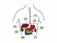 1. Esophagus  -     2. Thoracic diaph...