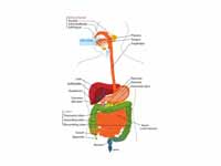 Digestive system