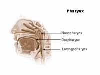 Pharynx