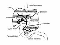 Digestive system diagram showing bile...