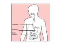 The location of the stomach in the body.