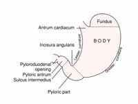 Outline of stomach, showing its anato...