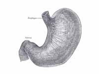 The longitudinal and circular muscula...