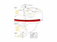 Diagram summarising control of stomac...