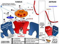 Determinants of gastric acid secretion.