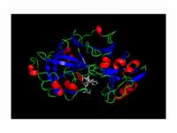 Pepsin in complex with pepstatin