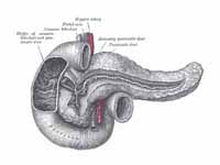 The pancreatic duct.