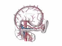 The celiac artery and its branches; t...