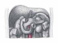 The duodenum and pancreas.