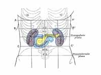 Front of abdomen, showing surface mar...