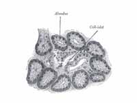 Section of pancreas of dog. X 250. (A...