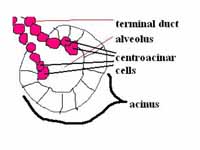 Centroacinar cells of the exocrine pa...