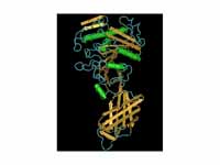 A type of pancreatic lipase (guinea pig)