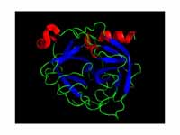 Chymotrypsin