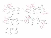 Mechanism of peptide bond cleavage in...