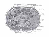 Transverse section through the middle...