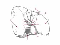 1: Right lobe of liver  -  2: Left lo...