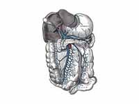 The portal vein and its tributaries. ...