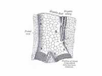 Longitudinal section of a small porta...