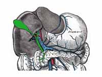 The portal vein and its tributaries. ...