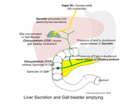 Gall bladder