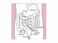 Diagram showing the small intestine