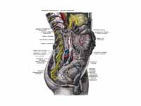 Lower half of right sympathetic cord.