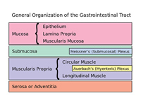 The enteric nervous system is embedde...