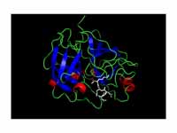 Crystal structure of Enteropeptidase ...