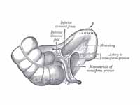 Inferior ileocecal fossa.